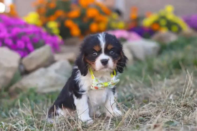 A tri-colored Cavalier puppy with a ribbon.