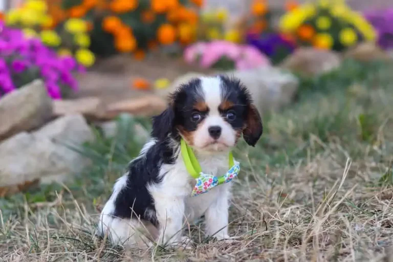 A cute tri-colored Cavalier puppy with a ribbon.