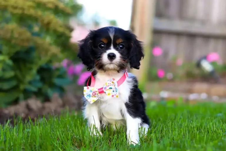 A cute Cavalier puppy sitting in grass with a ribbon.