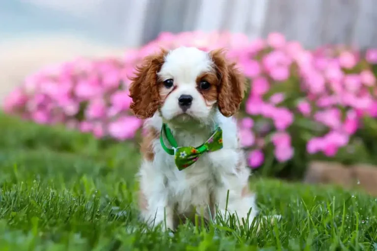 A Blenheim-colored Cavalier puppy posing with a green ribbon.