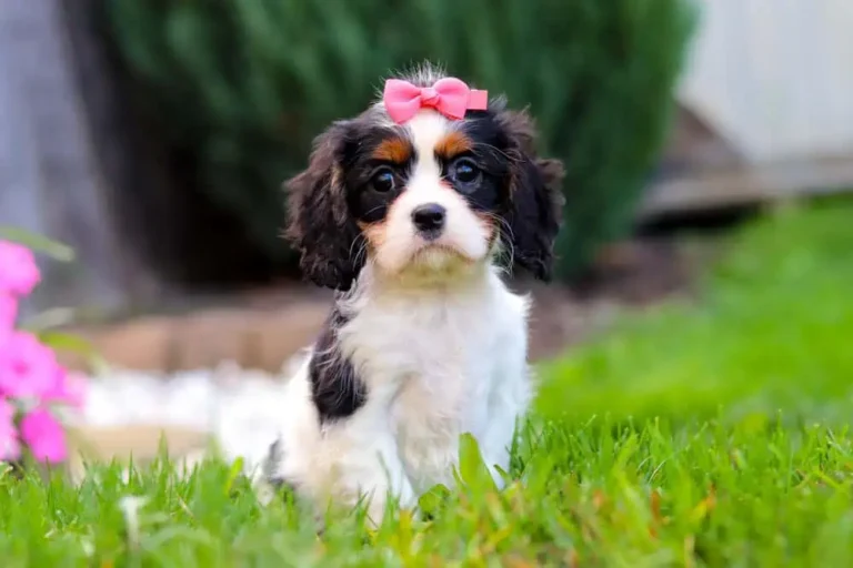 An adorable Cavalier puppy sitting in grass with a pink ribbon.