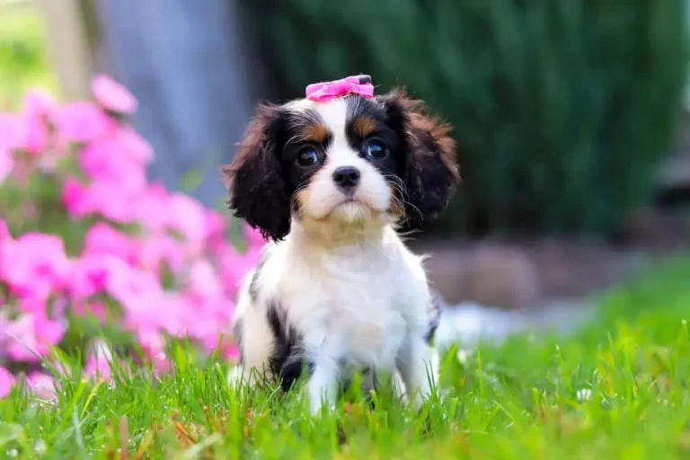 An adorable Cavalier puppy sitting in grass with a pink ribbon.