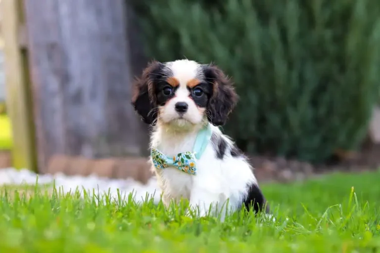 A tri-colored Cavalier puppy with a ribbon.