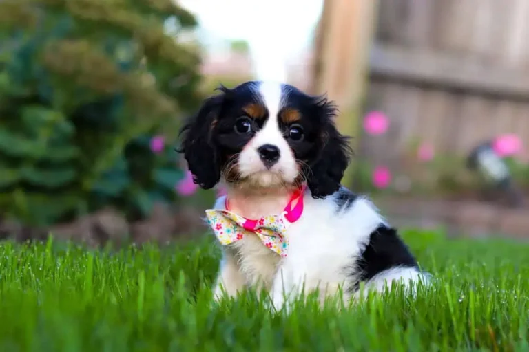 An adorable Cavalier puppy sitting in grass with a pink ribbon.