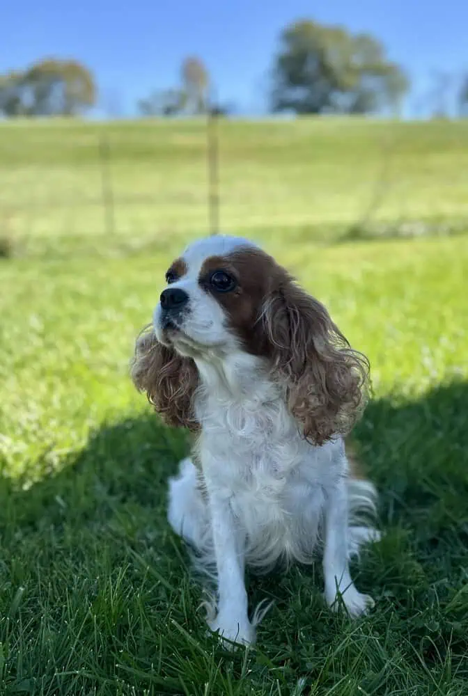 A Blenheim colored Cavalier female.
