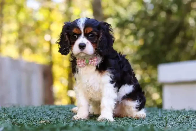 A tri-colored Cavalier puppy posing with a ribbon.