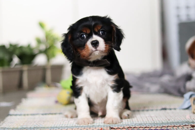 Tri-colored Cavalier puppy posing with a ribbon.