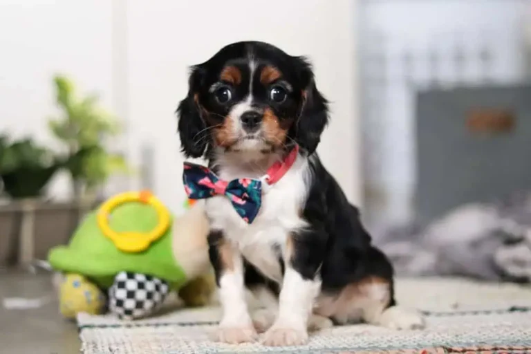 A Tri-colored Cavalier puppy sitting with a ribbon.