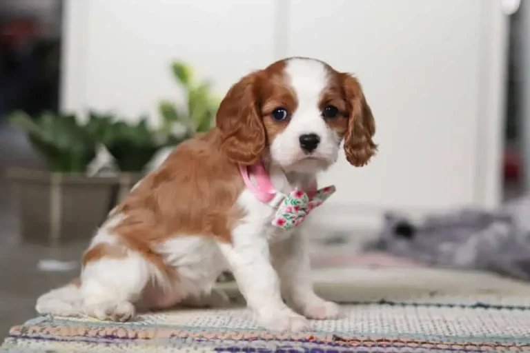 Cute Blenheim-colored Cavalier puppy posing with a ribbon.