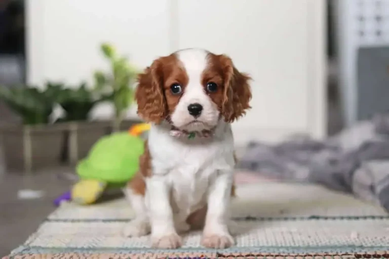 Cute Blenheim-colored Cavalier puppy sitting with a ribbon.