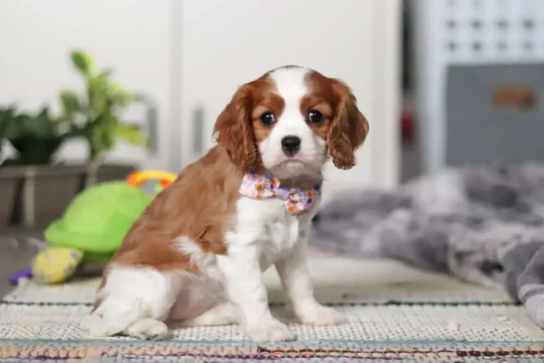 Blenheim-colored Cavalier puppy posing with a ribbon.