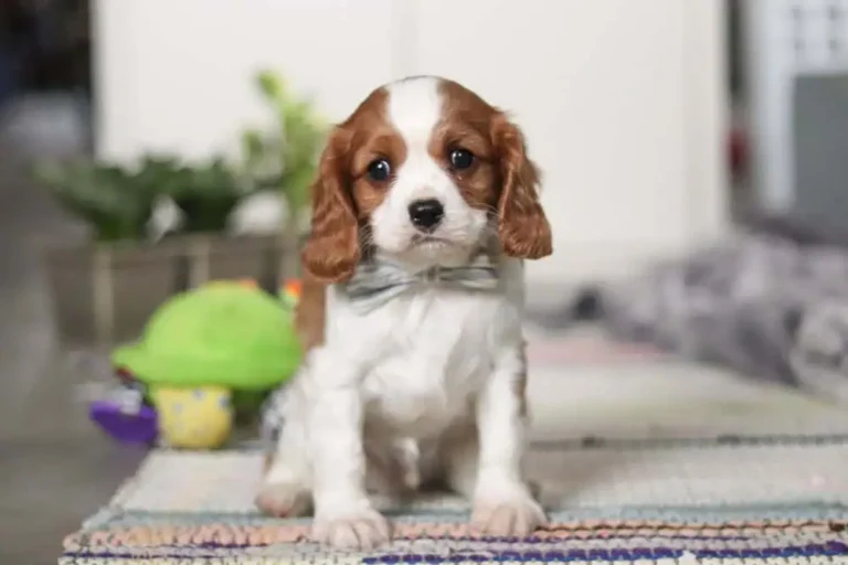 Blenheim-colored Cavalier puppy sitting with a ribbon.