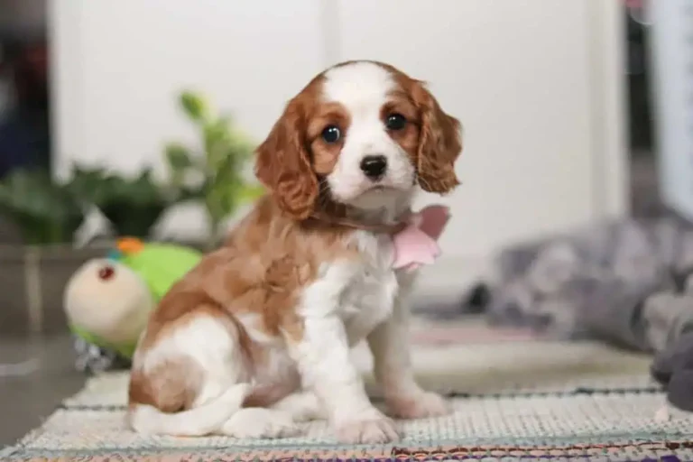 Blenheim-colored Cavalier puppy sitting with a ribbon.