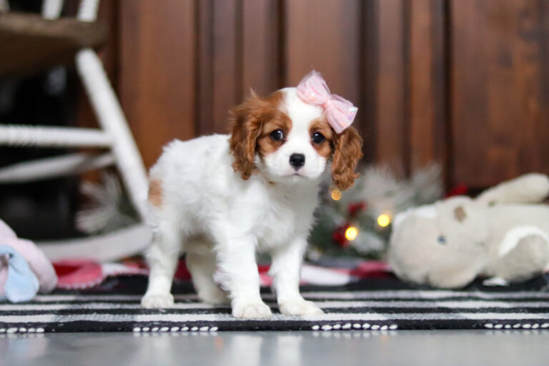 Blenheim-colored Cavalier puppy posing.
