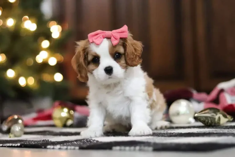Blenheim-colored Cavalier puppy sitting with a ribbon.