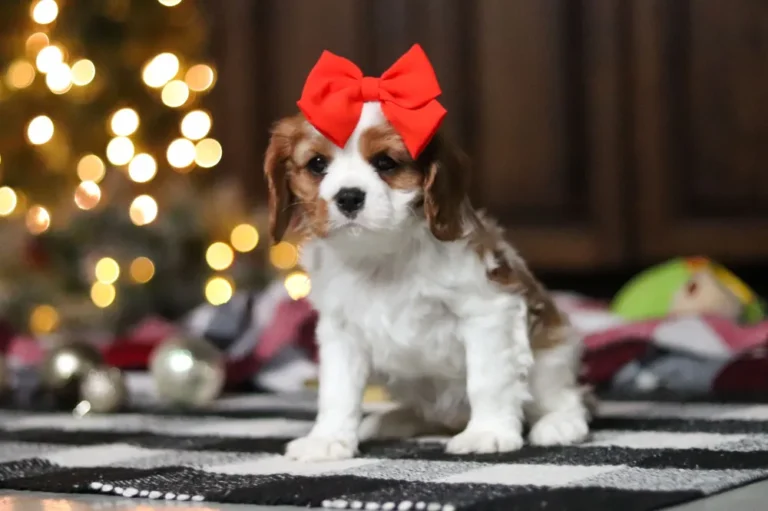 Blenheim-colored Cavalier puppy posing with a red ribbon.