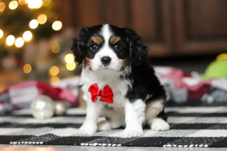 A Tri-colored Cavalier puppy sitting with a ribbon.
