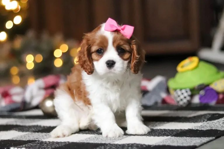 A cute Blenheim-colored Cavalier puppy sitting with a ribbon.