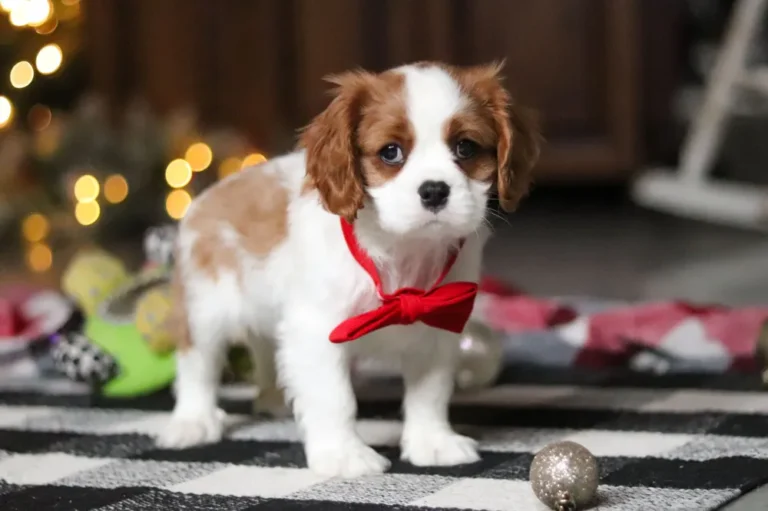 Blenheim-colored Cavalier puppy standing with a ribbon.