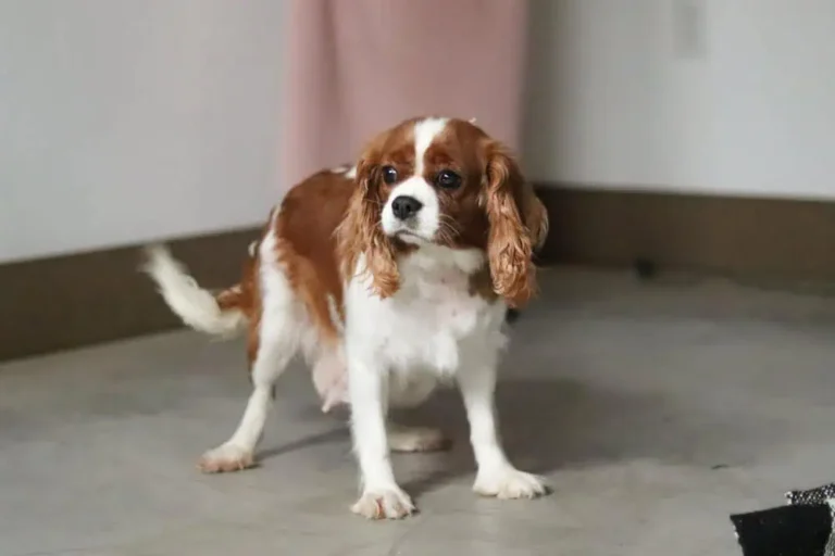 Blenheim female dog.