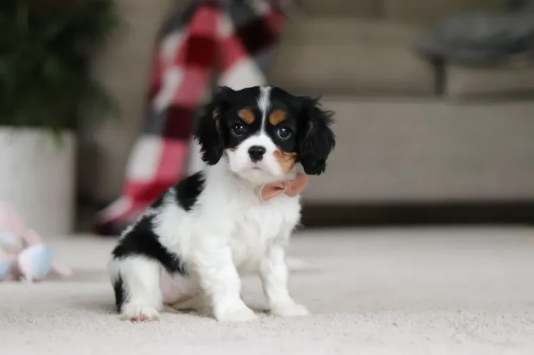 Tri-colored Cavalier puppy posing with a ribbon.