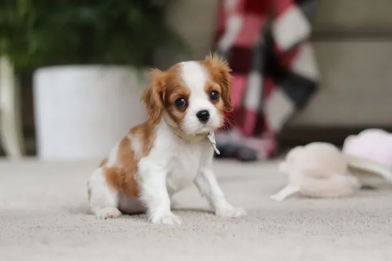A cute Blenheim-colored Cavalier puppy sitting with a ribbon.