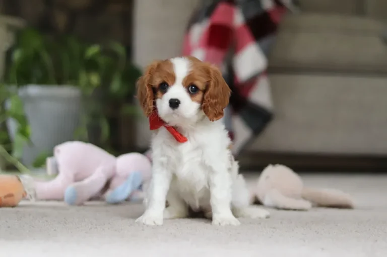 A Blenheim-colored Cavalier puppy posing with a ribbon.