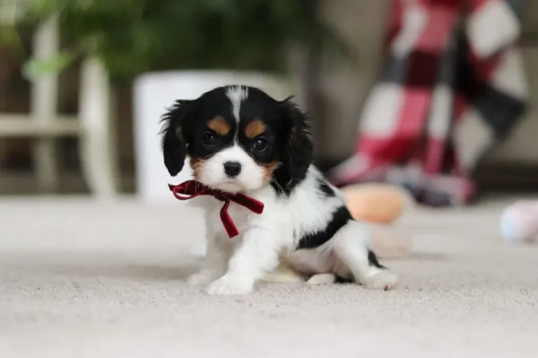 Tri-colored Cavalier puppy posing with a ribbon.
