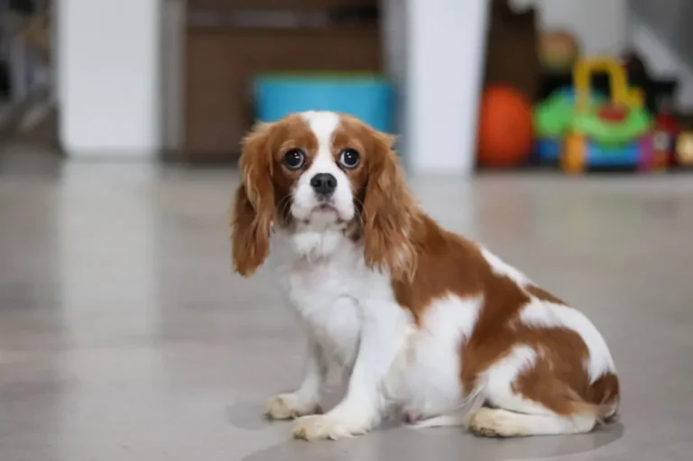 A Blenheim-colored Cavalier female sitting.