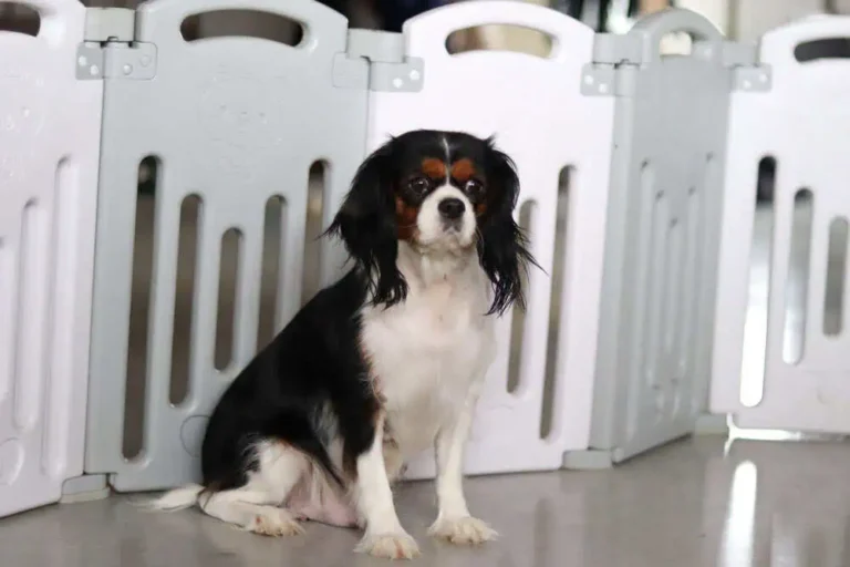 A tri-color Cavalier female.