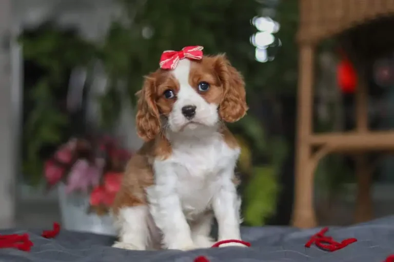 Blenheim-colored Cavalier puppy sitting with a ribbon.