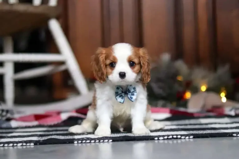 Blenheim-colored Cavalier puppy sitting with a ribbon.