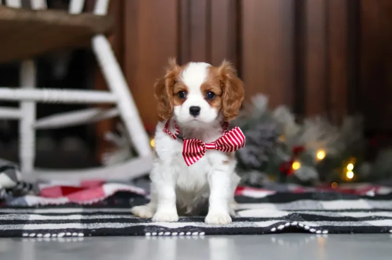 Blenheim-colored Cavalier puppy posing with a red ribbon.