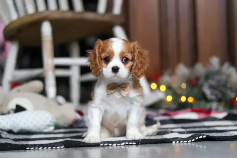 Blenheim-colored Cavalier puppy posing with a tan ribbon.