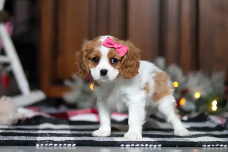 Blenheim-colored Cavalier puppy standing.