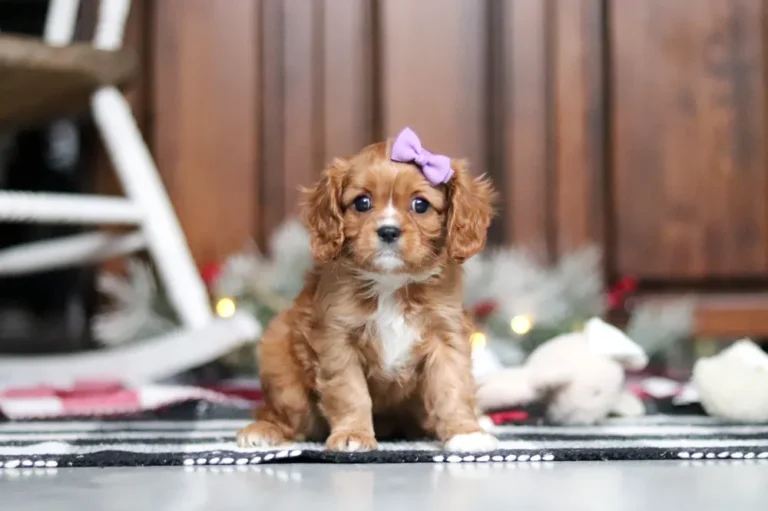 Blenheim-colored Cavalier puppy sitting with a purple ribbon.