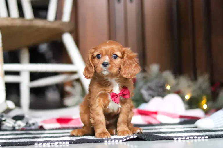 Blenheim-colored Cavalier puppy posing.