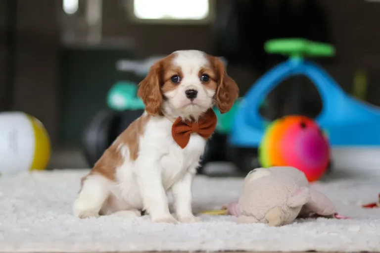 A cute Blenheim-colored Cavalier puppy sitting.