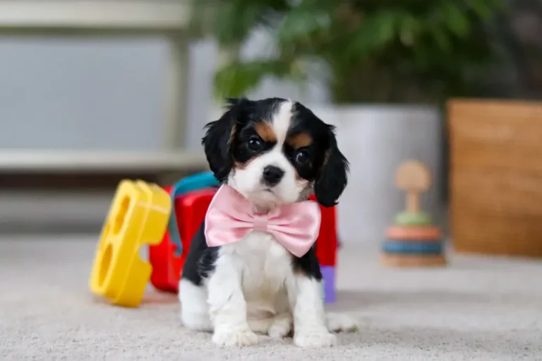 Tri-colored Cavalier puppy posing with a pink ribbon.