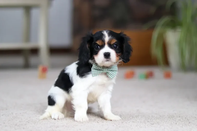 A cute Tri-colored Cavalier puppy posing with a bow.