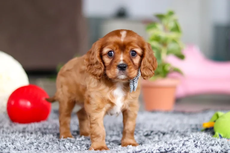 A Blenheim-colored Cavalier puppy posing with a bow.