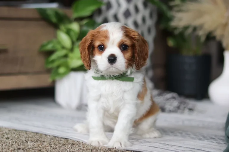 A cute Blenheim-colored Cavalier puppy sitting with a bow.