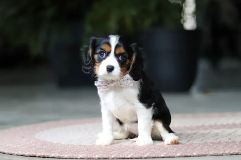 Adorable Tri colored Cavalier puppy with a ribbon