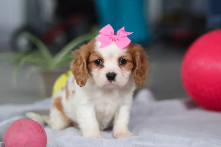 A Blenheim-colored Cavalier puppy sitting with a bow.