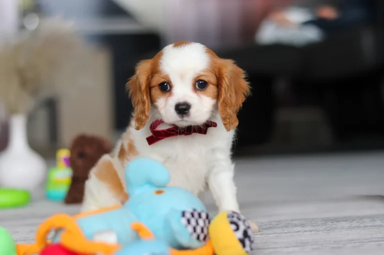 Blenheim Cavalier puppy with maroon collar sitting by toys