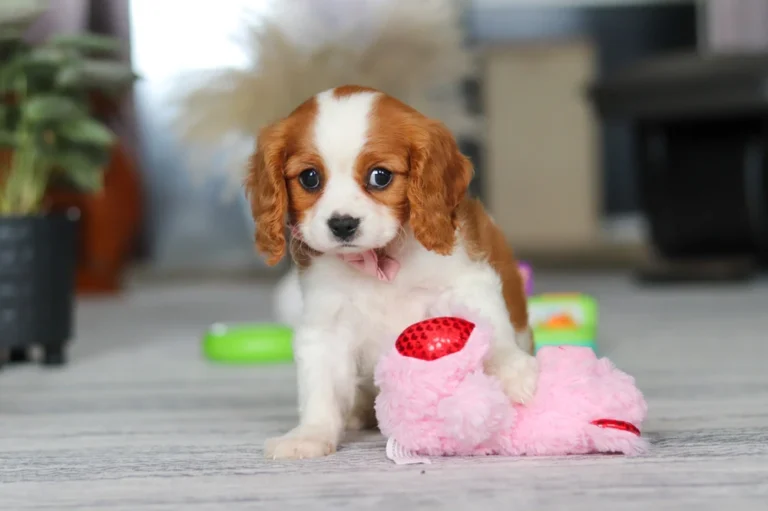 Blenheim Cavalier with pink toy