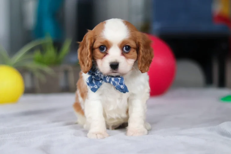 A cute Blenheim-colored Cavalier puppy posing with a bow.