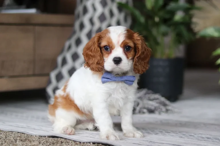 A cute Blenheim-colored Cavalier puppy sitting with a bow.