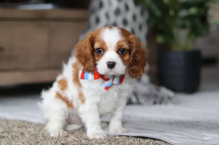 A cute Blenheim-colored Cavalier puppy sitting with a bow.