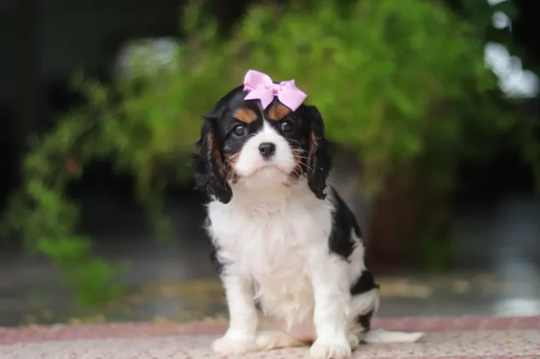 Cavalier puppy with pink ribbon posing for a picture
